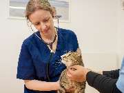 Tierarzt Eschenburg, Kleintierpraxis Wissenbach - GALLERY