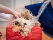 Tierarzt Eschenburg, Kleintierpraxis Wissenbach - GALLERY