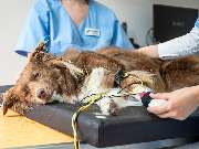 Tierarzt Eschenburg, Kleintierpraxis Wissenbach - GALLERY