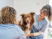 Tierarzt Eschenburg, Kleintierpraxis Wissenbach - GALLERY