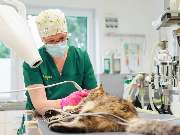 Tierarzt Gütersloh, Kleintierpraxis Isselhorst - GALLERY