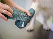 Tierarzt Gütersloh, Kleintierpraxis Isselhorst - GALLERY