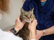 Tierarzt Haan Bad Honnef, Tierarztpraxis Dr. Haan - GALLERY