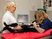 Tierarzt Haan Bad Honnef, Tierarztpraxis Dr. Haan - GALLERY