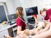 Tierarzt Hagen, Tierarztpraxis am Paulshof - GALLERY