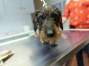 Tierarzt Hagen, Tierarztpraxis am Paulshof - GALLERY