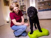 Tierarzt Hagen, Tierarztpraxis am Paulshof - GALLERY