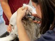 Tierarzt Heidelberg, Tierärztliches Zentrum an der Feuerwache - GALLERY