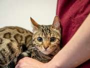 Tierarzt Heidelberg, Tierärztliches Zentrum an der Feuerwache - GALLERY