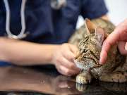 Tierarzt Heidelberg, Tierärztliches Zentrum an der Feuerwache - GALLERY