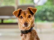 Tierarzt Heidelberg, Tierärztliches Zentrum an der Feuerwache - GALLERY