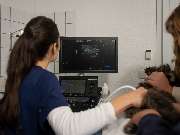 Tierarzt Hülsmann Speyer, Kleintierpraxis Dres. Hülsmann - GALLERY