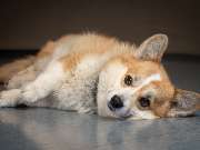 Tierarzt Hülsmann Speyer, Kleintierpraxis Dres. Hülsmann - GALLERY