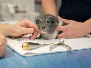 Tierarzt Hülsmann Speyer, Kleintierpraxis Dres. Hülsmann - GALLERY