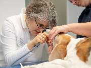 Tierarzt Hülsmann Speyer, Kleintierpraxis Dres. Hülsmann - GALLERY