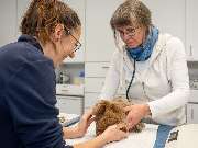 Tierarzt Hülsmann Speyer, Kleintierpraxis Dres. Hülsmann - GALLERY