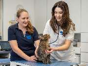 Tierarzt Hülsmann Speyer, Kleintierpraxis Dres. Hülsmann - GALLERY