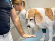 Tierarzt Hülsmann Speyer, Kleintierpraxis Dres. Hülsmann - GALLERY