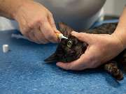 Tierarzt Hülsmann Speyer, Kleintierpraxis Dres. Hülsmann - GALLERY