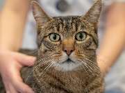 Tierarzt Hülsmann Speyer, Kleintierpraxis Dres. Hülsmann - GALLERY