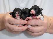 Tierarzt Hülsmann Speyer, Kleintierpraxis Dres. Hülsmann - GALLERY