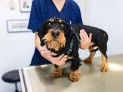 Tierarzt Jacobi Lüneburg, Kleintierpraxis Lünevet - GALLERY