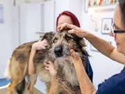 Tierarzt Jacobi Lüneburg, Kleintierpraxis Lünevet - GALLERY