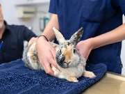 Tierarzt Jacobi Lüneburg, Kleintierpraxis Lünevet - GALLERY