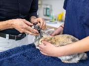 Tierarzt Jacobi Lüneburg, Kleintierpraxis Lünevet - GALLERY