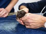 Tierarzt Jacobi Lüneburg, Kleintierpraxis Lünevet - GALLERY