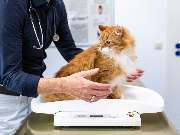 Tierarzt Jacobi Lüneburg, Kleintierpraxis Lünevet - GALLERY