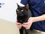 Tierarzt Jacobi Lüneburg, Kleintierpraxis Lünevet - GALLERY