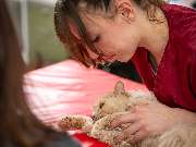 Tierarzt Jülich, Tierärztliche Praxis für Kleintiere am Brückenkopfpark - GALLERY