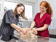 Tierarzt Jülich, Tierärztliche Praxis für Kleintiere am Brückenkopfpark - GALLERY