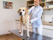 Tierarzt Kiel, Kleintierpraxis Dr. Melfsen-Jessen - GALLERY