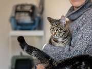 Tierarzt Kiel, Kleintierpraxis Dr. Melfsen-Jessen - GALLERY