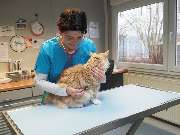 Tierarzt Lampertheim, Kleintierpraxis Hüttenfeld - GALLERY