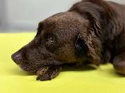 Tierarzt Lichtenfels Schille, Kleintierzentrum am Obermain - GALLERY