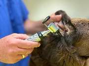 Tierarzt Lichtenfels Schille, Kleintierzentrum am Obermain - GALLERY