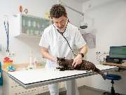 Tierarzt Limeshain, Kleintierzentrum Kilb&Team - GALLERY