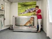 Tierarzt Limeshain, Kleintierzentrum Kilb&Team - GALLERY