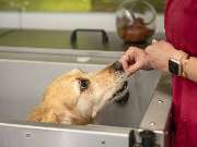 Tierarzt Limeshain, Kleintierzentrum Kilb&Team - GALLERY