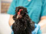 Tierarzt Limeshain, Kleintierzentrum Kilb&Team - GALLERY