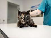 Tierarzt Limeshain, Kleintierzentrum Kilb&Team - GALLERY