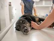 Tierarzt Limeshain, Kleintierzentrum Kilb&Team - GALLERY