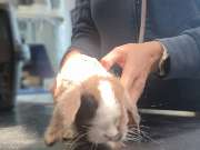 Tierarzt Mainleus, Tierarztpraxis Dr. Christine Kammerer - GALLERY