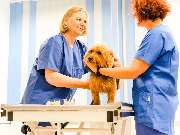 Tierarzt Menger Weitramsdorf, Tierarztpraxis Dr. med. vet. Martina Menger - GALLERY