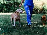 Tierarzt Menger Weitramsdorf, Tierarztpraxis Dr. med. vet. Martina Menger - GALLERY