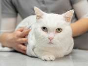 Tierarzt Moch Waghäusel, Tierarztpraxis Moch - GALLERY