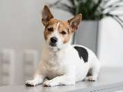 Tierarzt Moch Waghäusel, Tierarztpraxis Moch - GALLERY